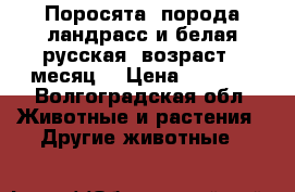 Поросята, порода(ландрасс и белая русская) возраст 1 месяц. › Цена ­ 3 000 - Волгоградская обл. Животные и растения » Другие животные   